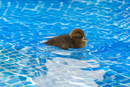 游泳池里的棕色小可爱小鸭。