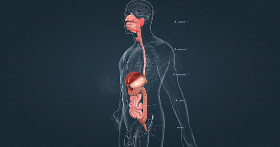 人体消化系统由胃肠道和辅助消化器官组成。