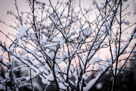 树枝上覆盖着大雪和日落时间我