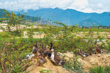 一群鸭子坐在田野的土丘上。