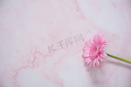 粉色大理石背景上的一朵粉色非洲菊花，有文字空间