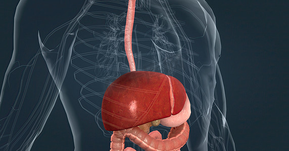 消化系统中肝脏的主要任务是处理从小肠吸收的营养物质。