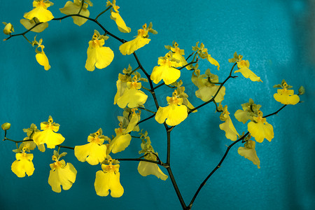 黄色文心兰花也称为舞女兰花