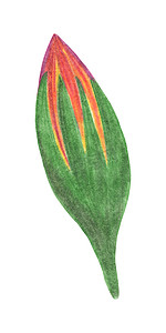 手绘红色万寿菊芽隔离在白色背景。