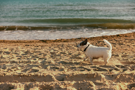 在阳光下奔跑摄影照片_夏天，一只可爱、聪明的小狗在明亮的阳光下沿着海滩奔跑