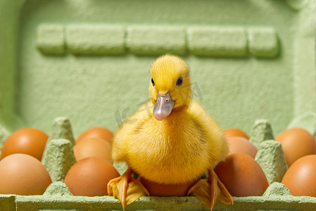 新生小鸭坐在绿色纸托盘中的鸡蛋上。