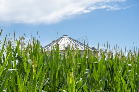 美国中西部一片绿色的玉米幼田景观