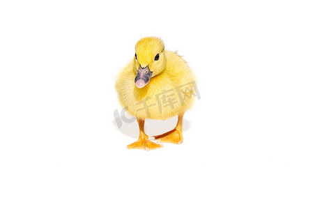 新生小可爱的黄色小鸭隔离在白色。