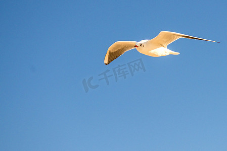背头鸥飞过波罗的海的海滩