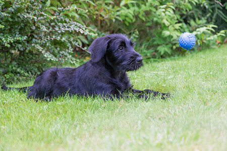 黑色雪纳瑞狗的小狗正在观看飞球