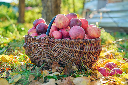 秋天果园摄影照片_秋季花园篮子里有机天然成熟红苹果的收获