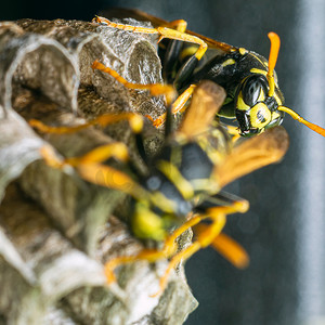 黄蜂巢的宏观特写，黄蜂坐着保护巢穴