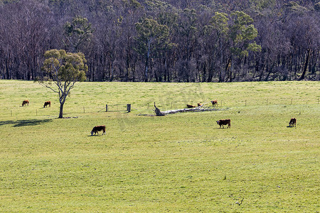 澳大利亚乡村地区绿地里的奶牛在吃草