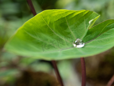 叶柯摄影照片_芋叶上的水滴