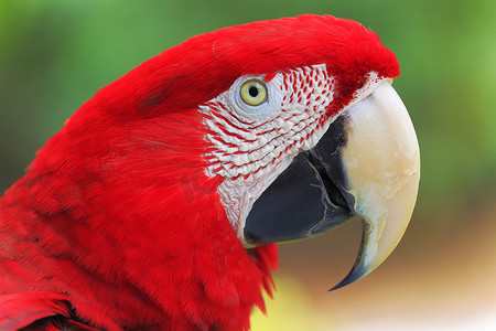 巴西潘塔纳尔湿地自然中的红鹦鹉金刚鹦鹉热带鸟