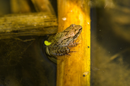 青蛙小青蛙摄影照片_池塘里的小青蛙