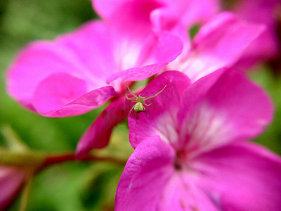 条纹蜘蛛摄影照片_粉红色花上的绿蜘蛛选择性聚焦特写