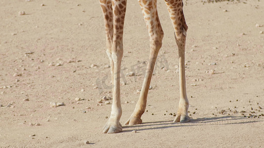 阳光明媚的日子里，动物园里长颈鹿的脚。
