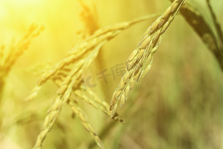 绿叶草摄影照片_绿叶背景的新鲜稻米特写