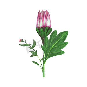 手绘粉色花卉摄影照片_手绘红菊花与绿叶隔离在白色背景。
