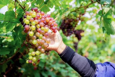 工人采摘葡萄的手。