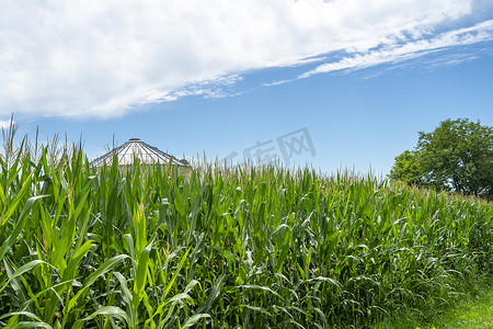 美国中西部一片绿色的玉米幼田景观