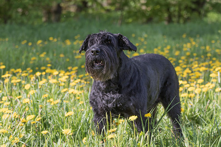 雪纳瑞摄影照片_巴孔巨型黑色雪纳瑞犬的侧视图
