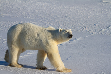 加拿大马尼托巴省丘吉尔附近阳光明媚的日子里，北极熊或乌萨斯·马里蒂穆斯在雪上行走