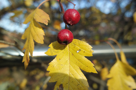 果树树枝摄影照片_玫瑰果树树枝上成熟的红色浆果的特写，金叶