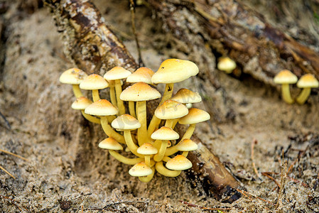波兰森林里的蘑菇