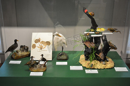 国家自然历史博物馆M动植物展示