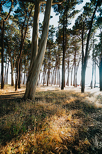 阳光明媚的日子里，西班牙海岸海滩附近的树木