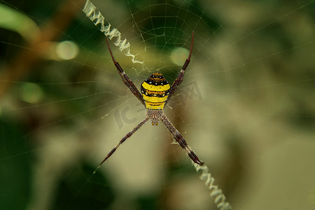 条纹蜘蛛摄影照片_圣安德鲁斯蜘蛛在它的网上