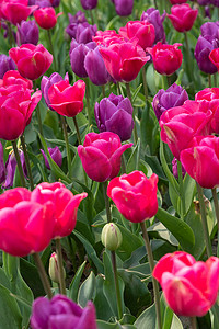大公园里盛开的彩色粉紫色郁金香的春天花坛