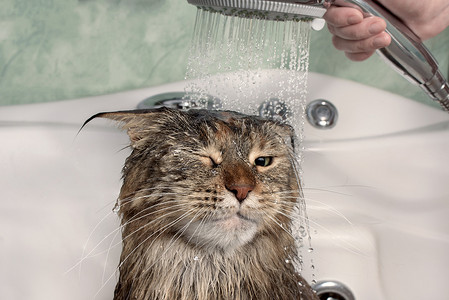 洗澡时猫湿了