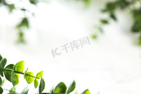 树叶边框摄影照片_绿叶边框在白色背景上散焦，绿色植物的边缘具有复制空间。