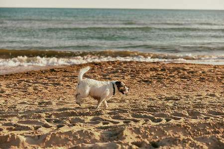 夏天，一只可爱、聪明的小狗在明亮的阳光下沿着海滩奔跑