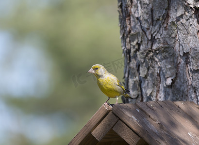 鸽子雀巢摄影照片_特写雄性欧洲绿翅雀，Chloris loris 坐在巢箱顶部，落叶松树干的鸟舍上。