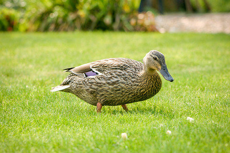一只野鸭在草地上觅食