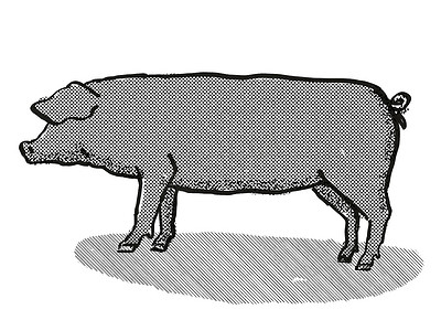 大黑猪品种卡通复古绘图