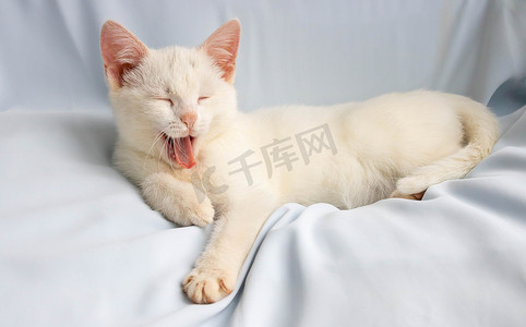 有趣的小白猫闭着眼睛躺着打哈欠