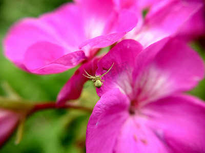 粉红色和白色的花朵，叶子上有条纹，还有蜘蛛