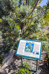 银树 Leucadendron argenteum 绿色绿松石信息标志，Kirstenbosch。