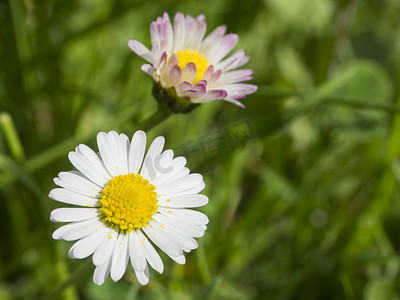 特写宏观两朵小雏菊 Bellis perennis 花粉红色和白色花瓣，绿色散景背景，选择性焦点