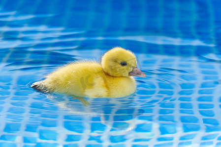 黄色小可爱的小鸭在游泳池里。