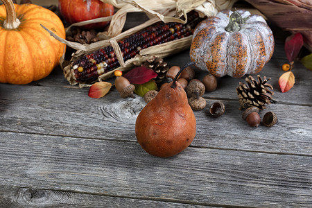 木桌上有葫芦、玉米、橡子秋收背景的成熟梨果的特写