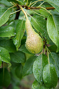 绿梨摄影照片_夏日树上的绿梨。