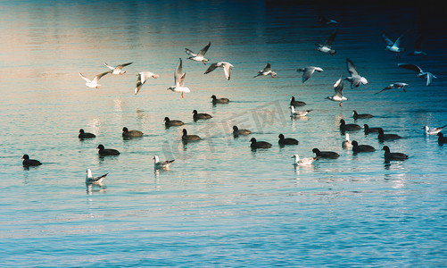 鸟儿在海面上平静地游动