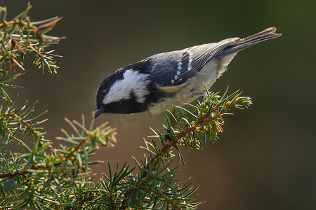 煤山雀 (Parus ater) 坐在松枝上。