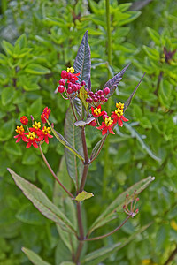 花边，边框摄影照片_在花园边界关闭 Asclepias Silky Deep Red